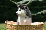 SIBERIAN HUSKY 1008